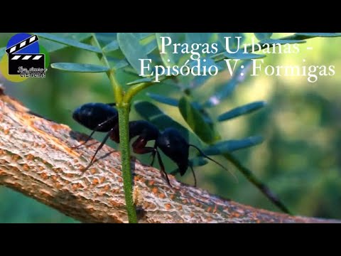 Controle Pragas Urbanas - Controle de Formigas Rui News